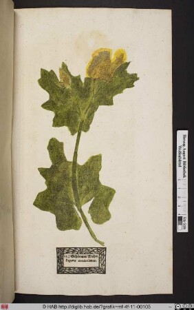 Gehörnter Mohn. Papaver corniculatum.