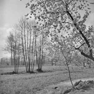 Landschaftsbild. Frühling im Spreewald. Blühende Wiesen. : Wobraz krajiny. Nalěćo w Błótach. Kćějate łuki.