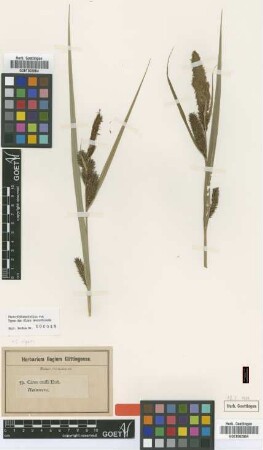 Carex crassa Ehrh. [isotype]