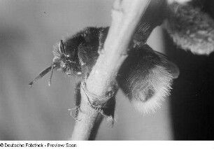 Eine Hummel auf einem Zweig