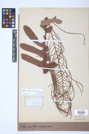 Aglaomorpha meyeniana Schott