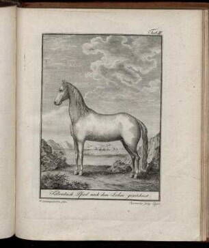 Tab. III. Kalmukisch Pferd nach dem Leben gezeichnet.