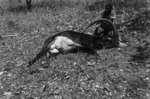 Erlegte Säbelantilope : Erlegte Säbelantilope.