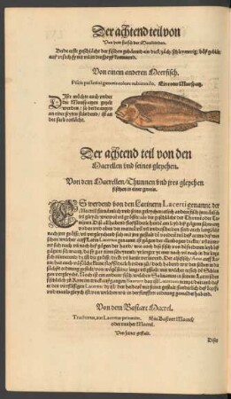 Von dem Bastart Macrel. Trachurus, aut Lacertus privatim. Ein Bastart Macrel/ oder rauher Macrel.