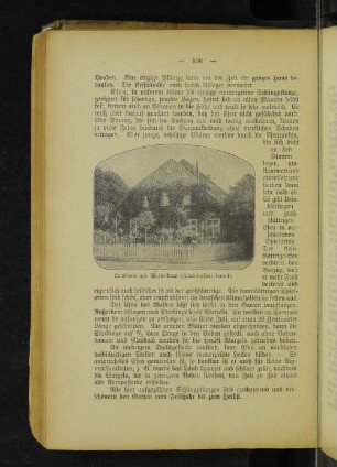 Landhaus mit Pfeifenkraut (Aristolochia) berankt.