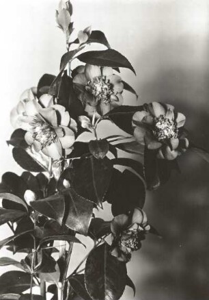 Kamelie (Camellia japonica). Blütenzweige