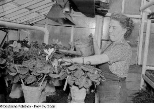 Gießen von Blumen im Gewächshaus