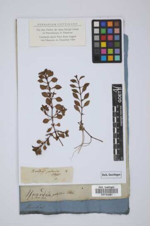 Isnardia palustris