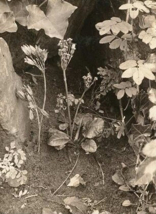 Hohe Schlüsselblume (Primula elatior) in Frucht
