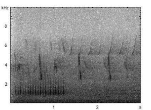 Kleinspecht | Dendrocopos minor - Trommeln