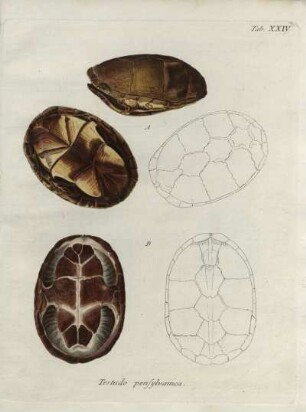 Tab. XIV. Testudo pensylvanica.