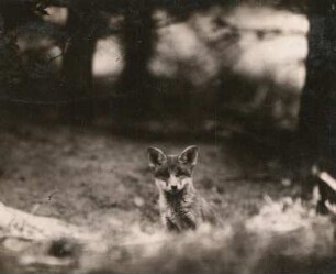 Fuchs (Vulpes vulpes), Jungtier am Bau