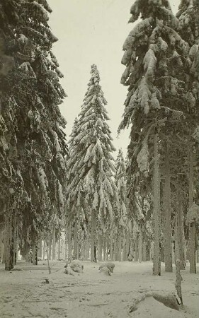 Winter im Erzgebirge. Winterwald Böhmisch Zinnwald (heute Cínovec / Tschechien)