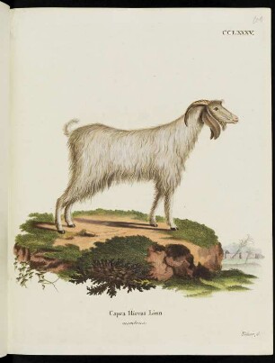 CCLXXXV. Capra Hircus Linn mambrica.