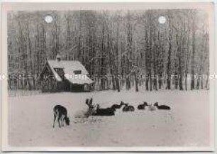 Winterlandschaft, Im Hirschpark