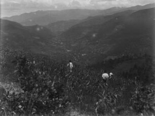 Maisfeld : Blick in ein Tal. Im Vordergrund ist ein Maisfeld mit Personen zu erkennen.