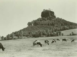Sächsische Schweiz. Zirkelstein. Blick über eine Weide mit Kühen