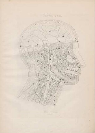 Nervus subcutaneus malae, nervi dentales, nervi fossae temporalis, ramus nervi hypoglossi descendens, ramus externus nervi accessorii, plexus cervicalis (Lineartafel)