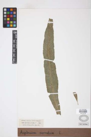 Asplenium serratum L.