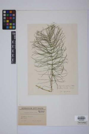 Equisetum pratense Ehrh.