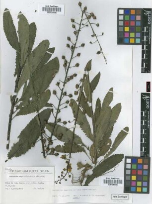 Verbascum capitis-viridis Huber-Morath