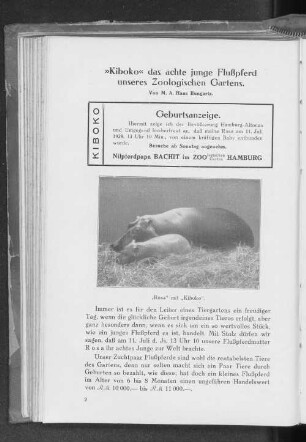 "Kiboko" das achte junge Flußpferd unseres Zoologische Gartens.