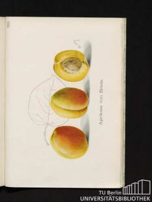39. Aprikose von Breda.