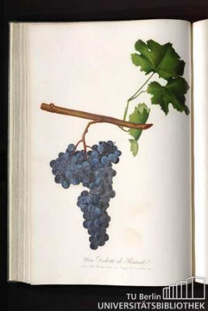 Dolcetto di Monferrato o Uva D'Acqui