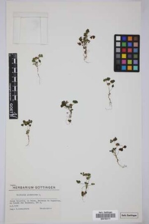 Trifolium glomeratum L.