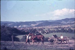 Getreideernte im Dreisamtal