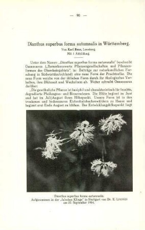 Dianthus superbus forma autumnalis in Württemberg