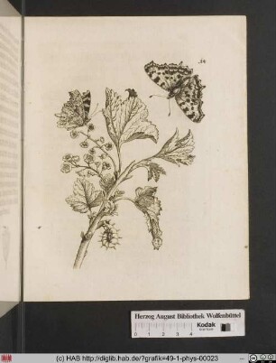 Kleine rohte blüende Johannesbeelein / Grossularia horrensis, non spinisa, florens.