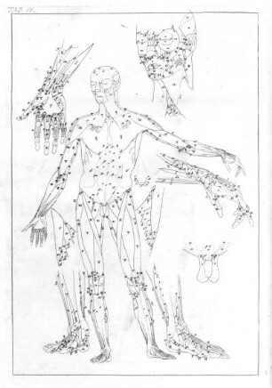 Muskulator des Menschen (frontal), mit Details und Bezeichnung der Muskeln : Muskulator des Menschen (frontal), mit Details und Bezeichnung der Muskeln. Tafel IV. Kupferstich. Aus: Brisbane, John. The Anatomy of Painting..., London 1769. Dresden: SLUB Art.plast.214