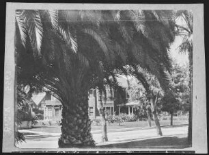 Los Angeles. Major Russell's house under St. James Park Palm