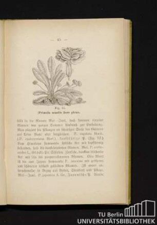 Fig. 11. Primula acaulis flore pleno.