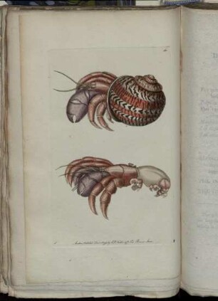 The Diogenes Crab.