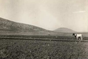 Israel. Blick auf den Berg Tabor