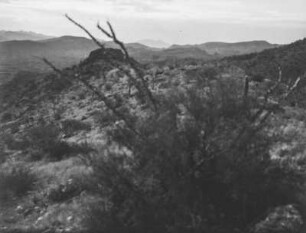 Landschaft in Arizona : Hügelige Landschaft in Arizona mit Sträuchern und Kakteen