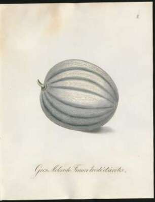 Gros Melon de France brodé et à côtes