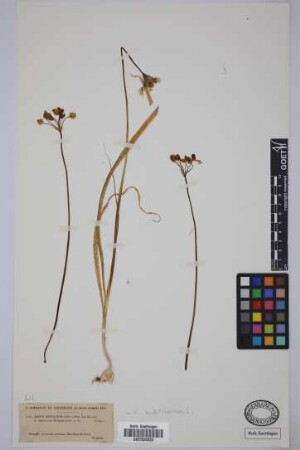 Allium trifoliatum Cirillo