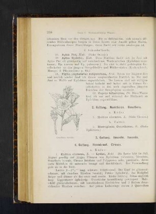 2. Gattung. Nachtkerze. Oenothera.