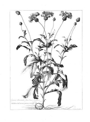 Cyanus Orientalis Flore Luteo Fistuloso