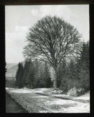 Der Brühler 1926