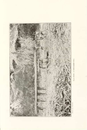 Plate CXVIII. A cane-sugar mill