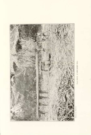 Plate CXVIII. A cane-sugar mill