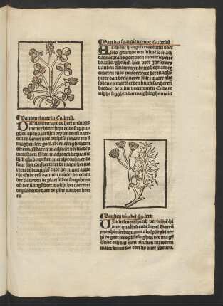 Ca. lxxiiii.