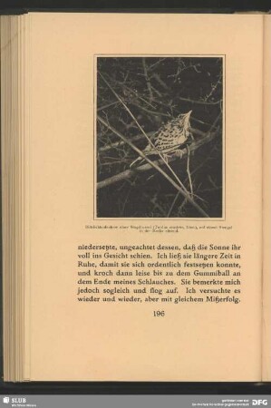Blitzlichtaufnahme einer Singdrossel, Turdus musicus, Linn., auf einem Stengel in der Hecke sitzend