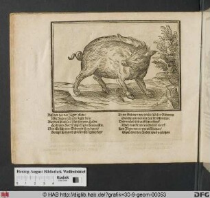 Ein Wildschwein.