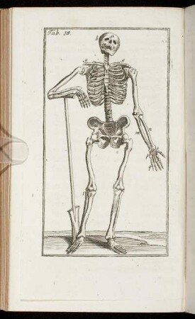 Caput XV. De Motu spinæ dorsi.