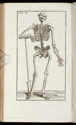 Caput XV. De Motu spinæ dorsi.